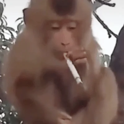 小众实用表情包