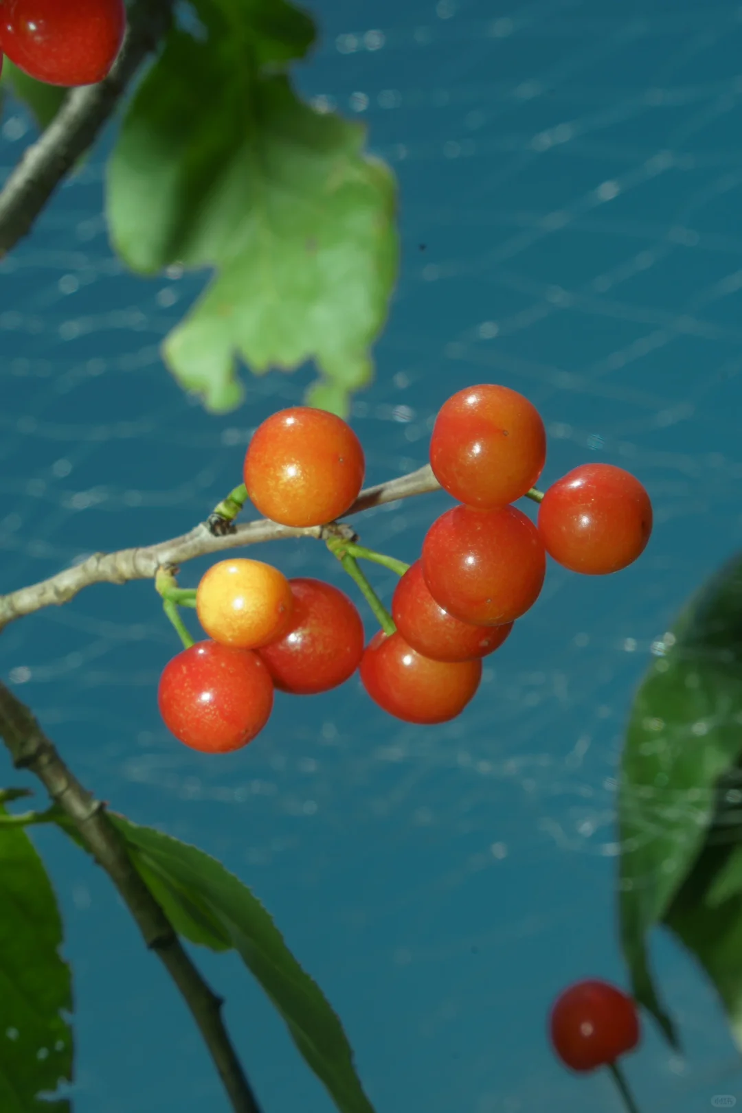 感受到夏天来临的瞬间🍒
