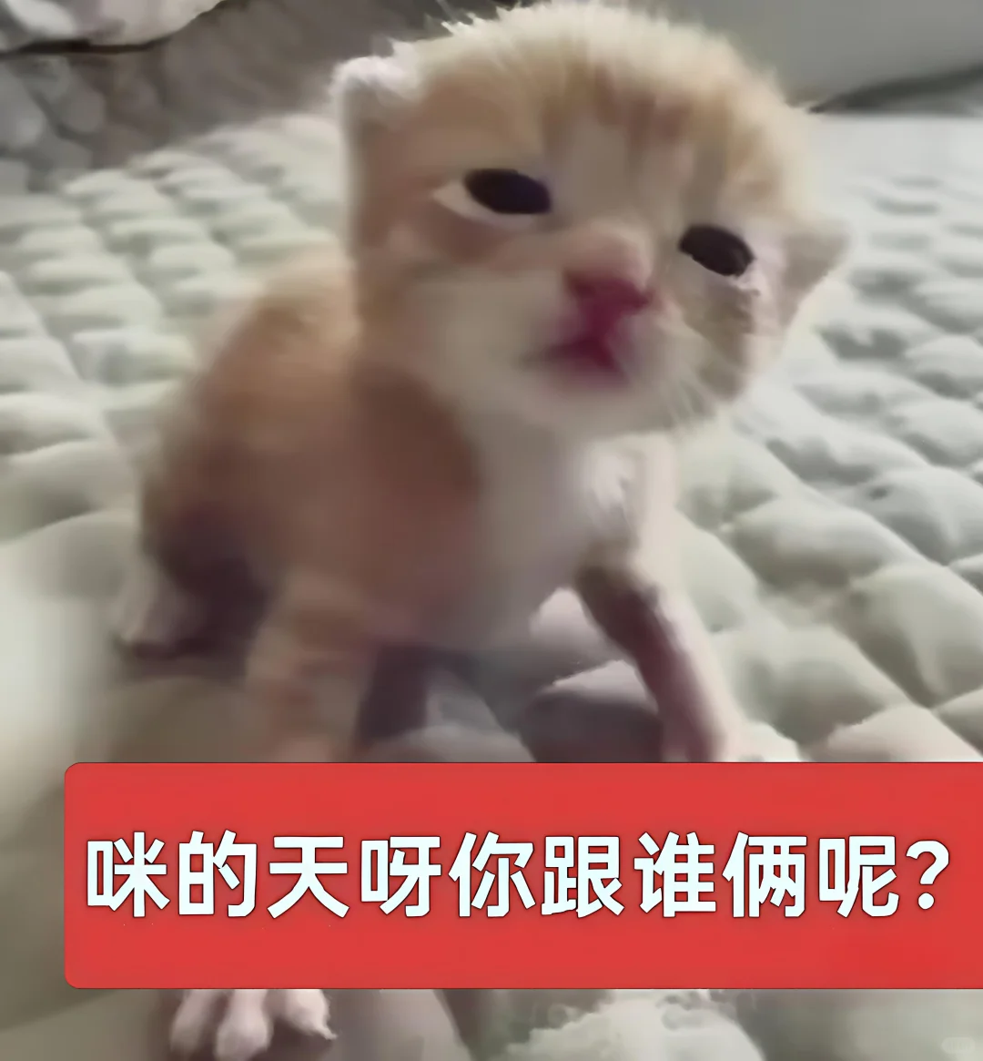 哈喽 有什么烦心事咪 ᳐ ᳐੭゙