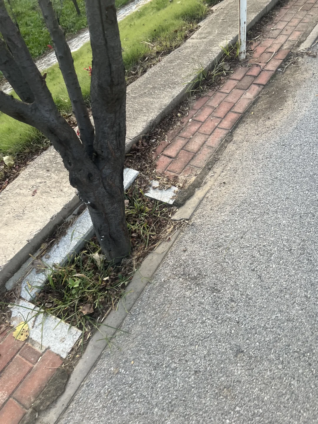 陪娃跑步🏃🏻的中年美少女