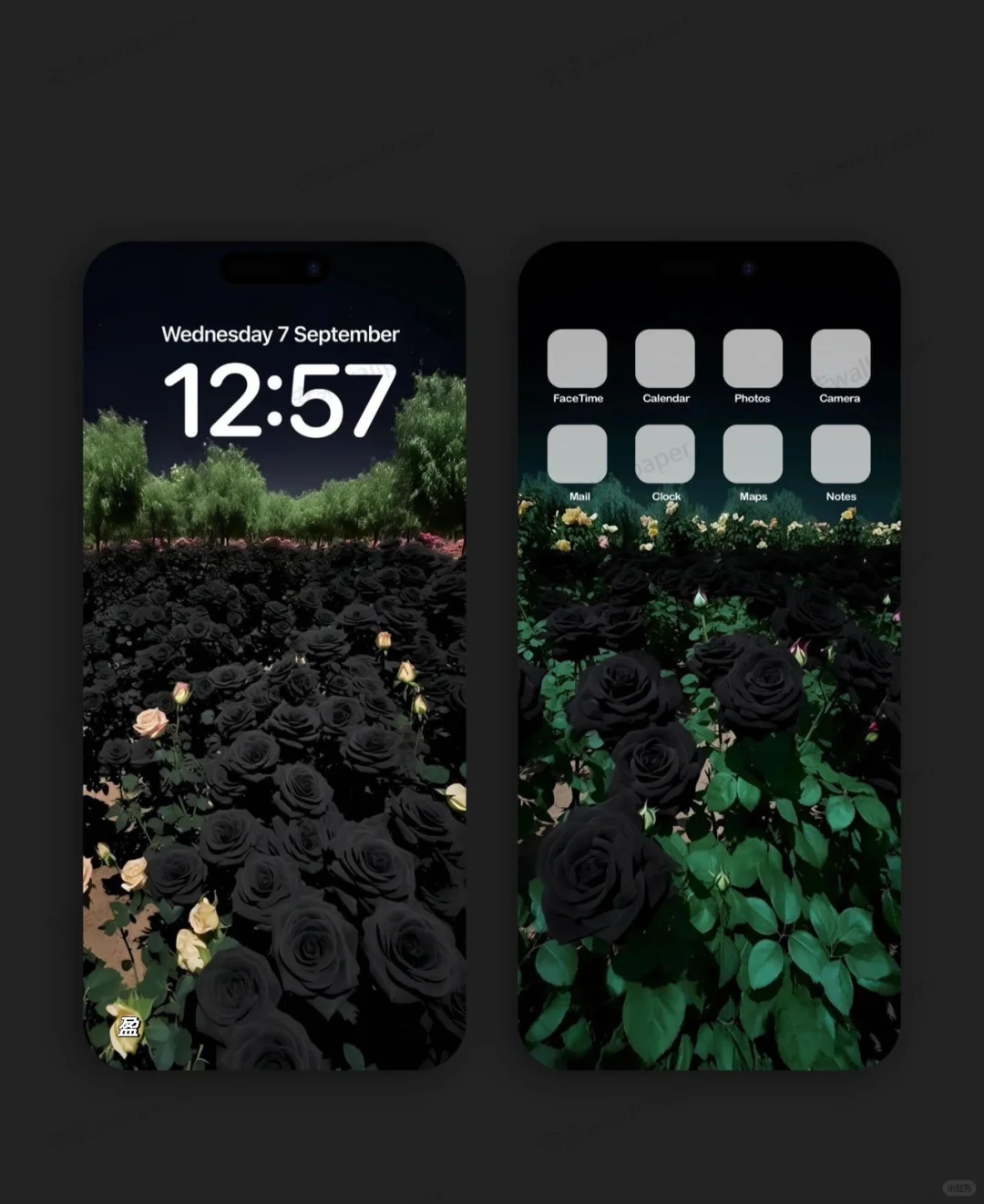 ｜风景动态壁纸 🖤黑色玫瑰||黑色玫瑰随风