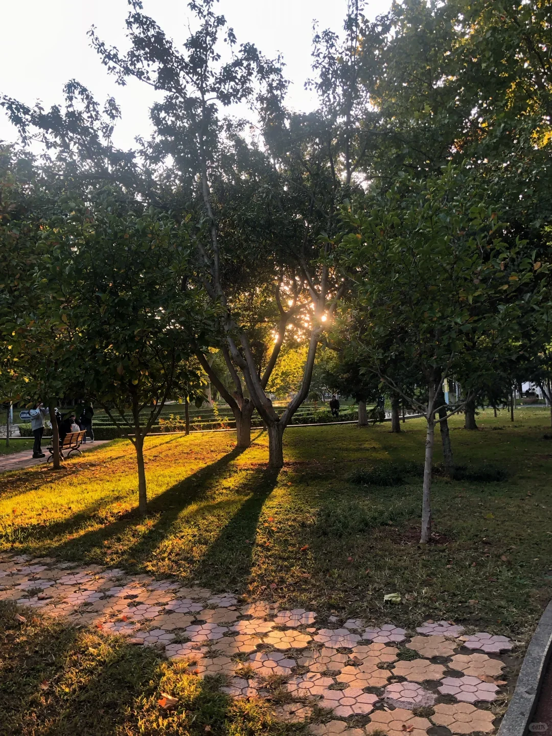 美女逛公园,宛如泡在阳光里