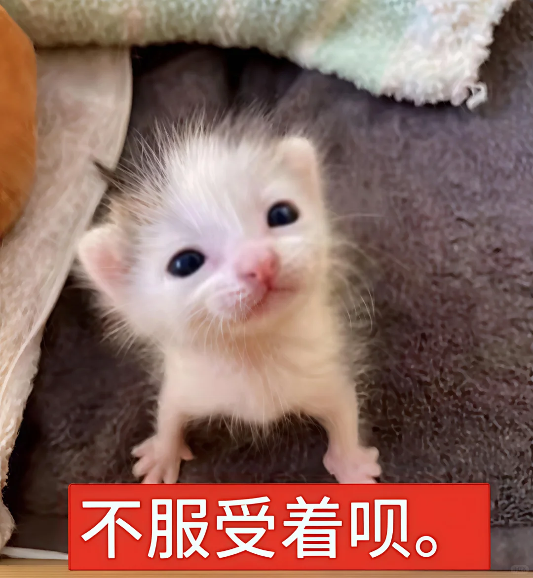 哈喽 有什么烦心事咪 ᳐ ᳐੭゙