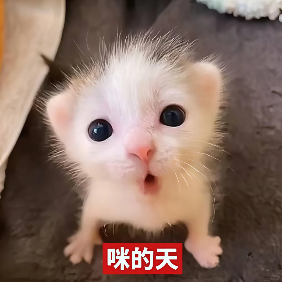 哈喽 有什么烦心事咪 ᳐ ᳐੭゙