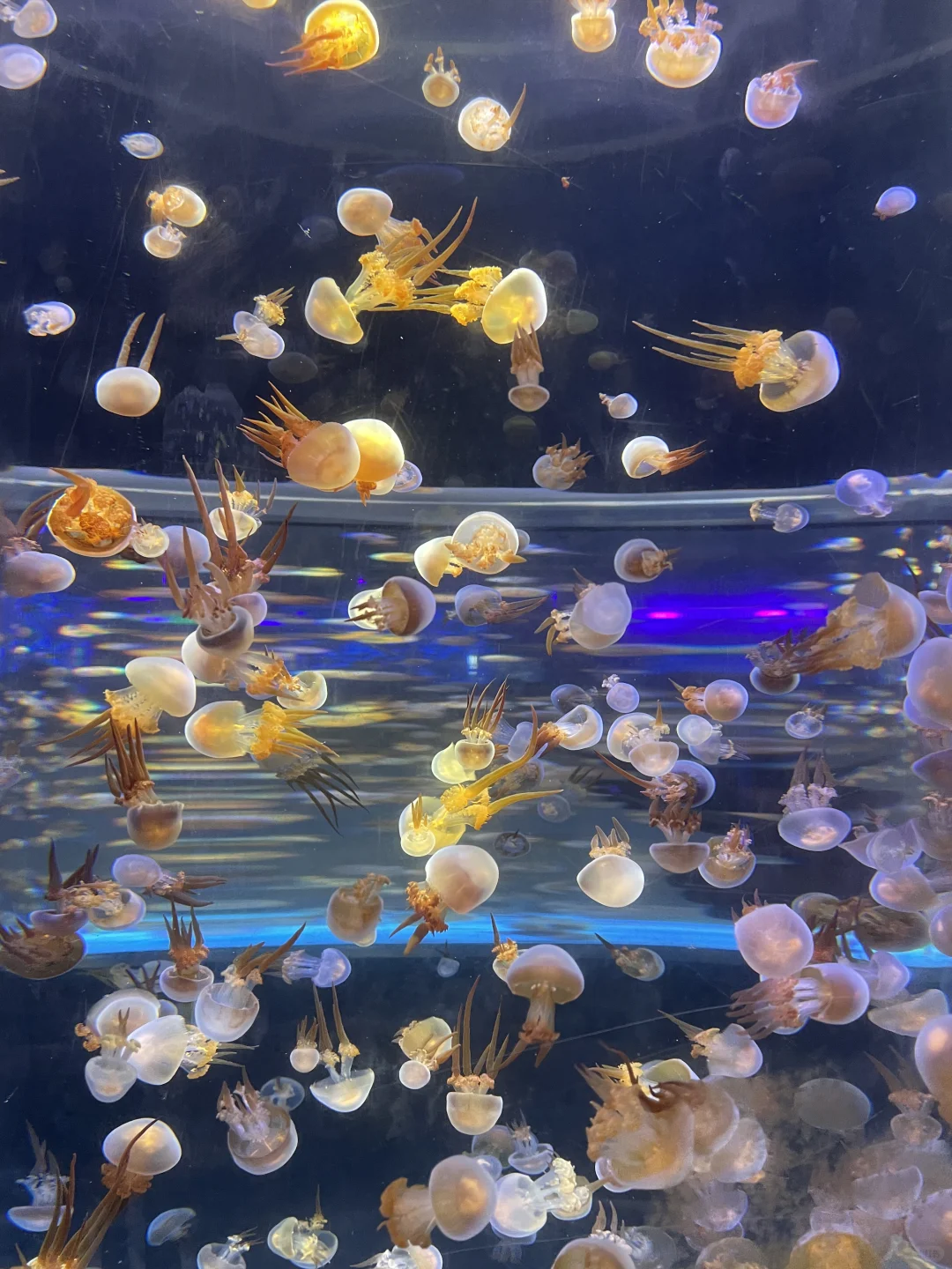 海洋馆的氛围感