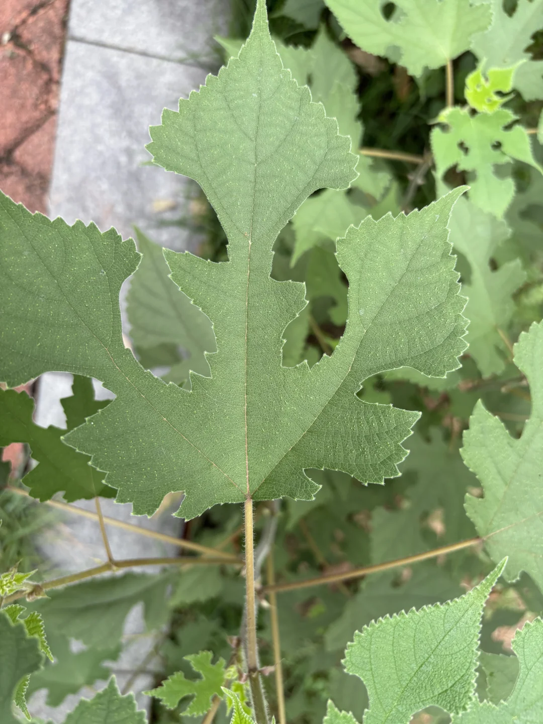 有悟