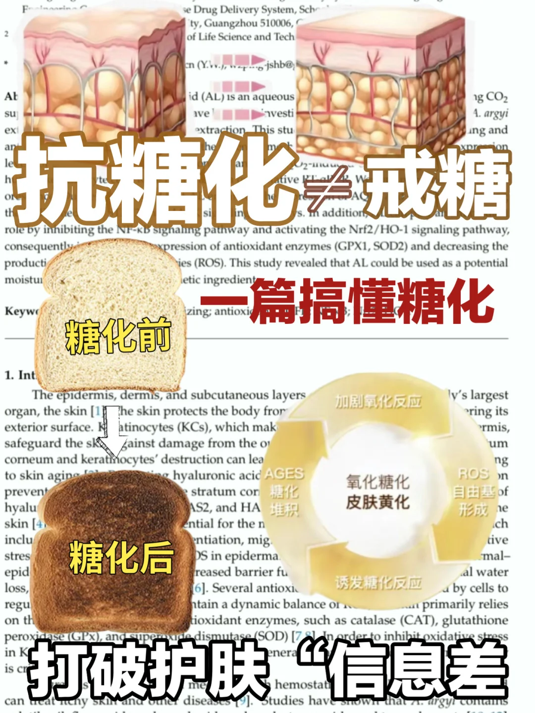 抗老底层逻辑是抗糖?一篇正确了解抗糖化