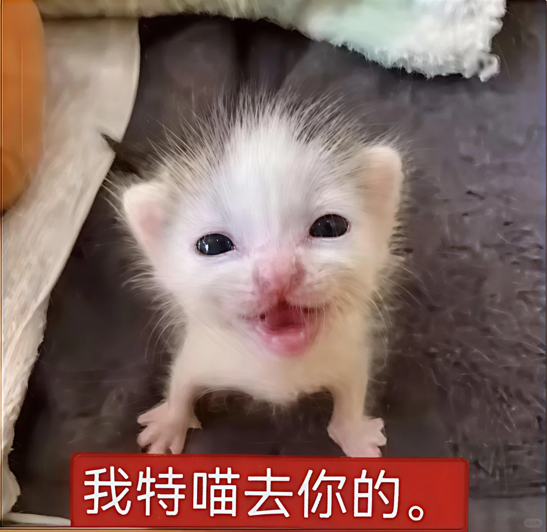 哈喽 有什么烦心事咪 ᳐ ᳐੭゙