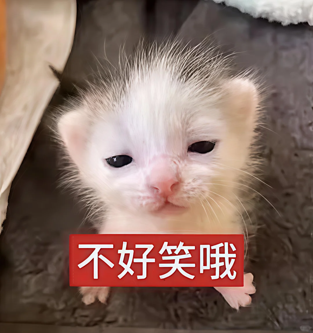 哈喽 有什么烦心事咪 ᳐ ᳐੭゙