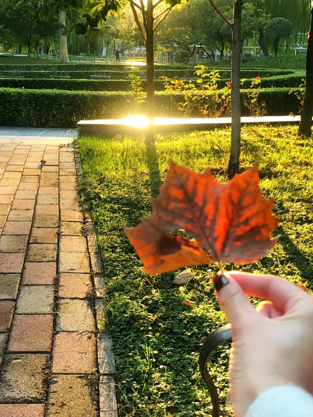 美女逛公园,宛如泡在阳光里