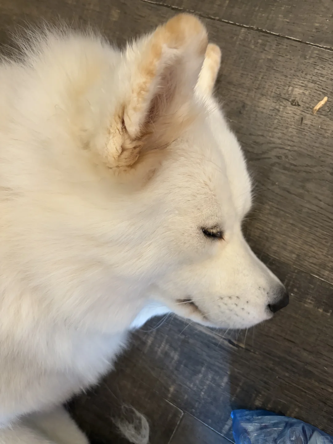 我爱小狗