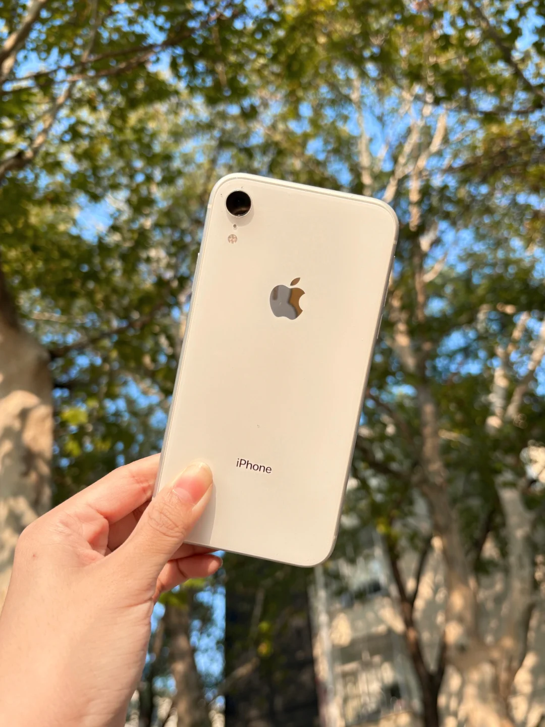 ٩(ˊᗜˋ*)و好喜欢iphonexr拍出来的生命力!!🍁