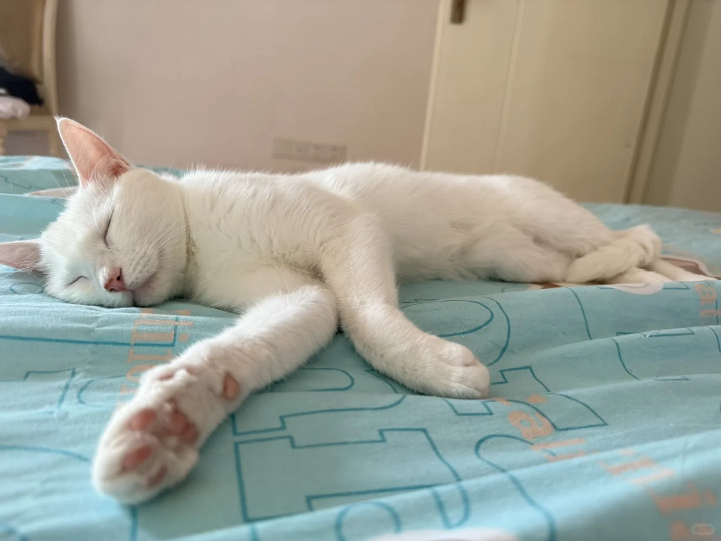 没有咪能比她妖娆！