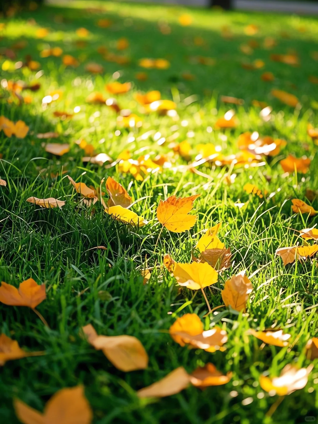 🍂秋意绵绵,落叶里的浪漫诗篇🍁