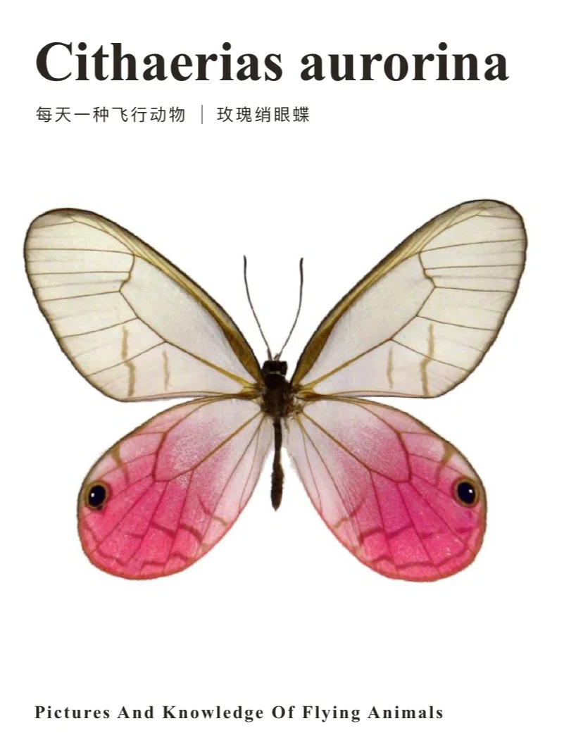 他们说,这是一只妖艳的蝶