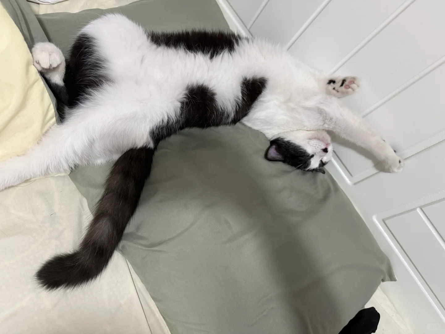 这妖娆的睡姿—奶牛猫