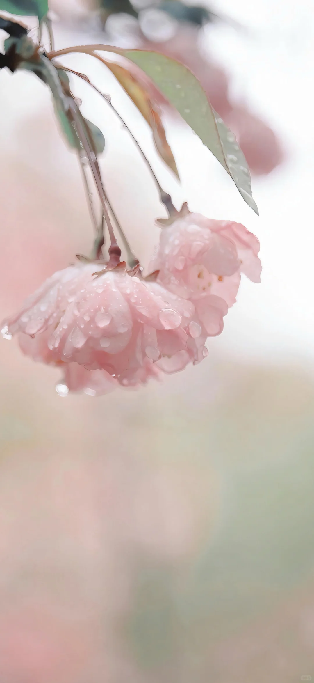 愿你的人生绚烂多彩,芬芳夺目!