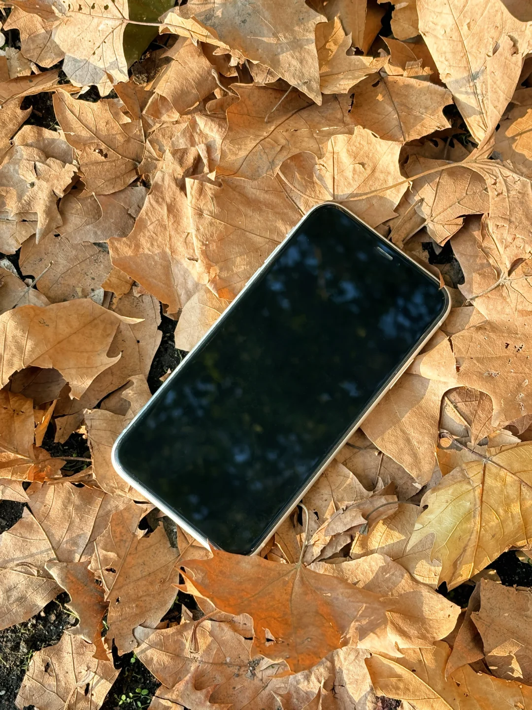 ٩(ˊᗜˋ*)و好喜欢iphonexr拍出来的生命力!!🍁