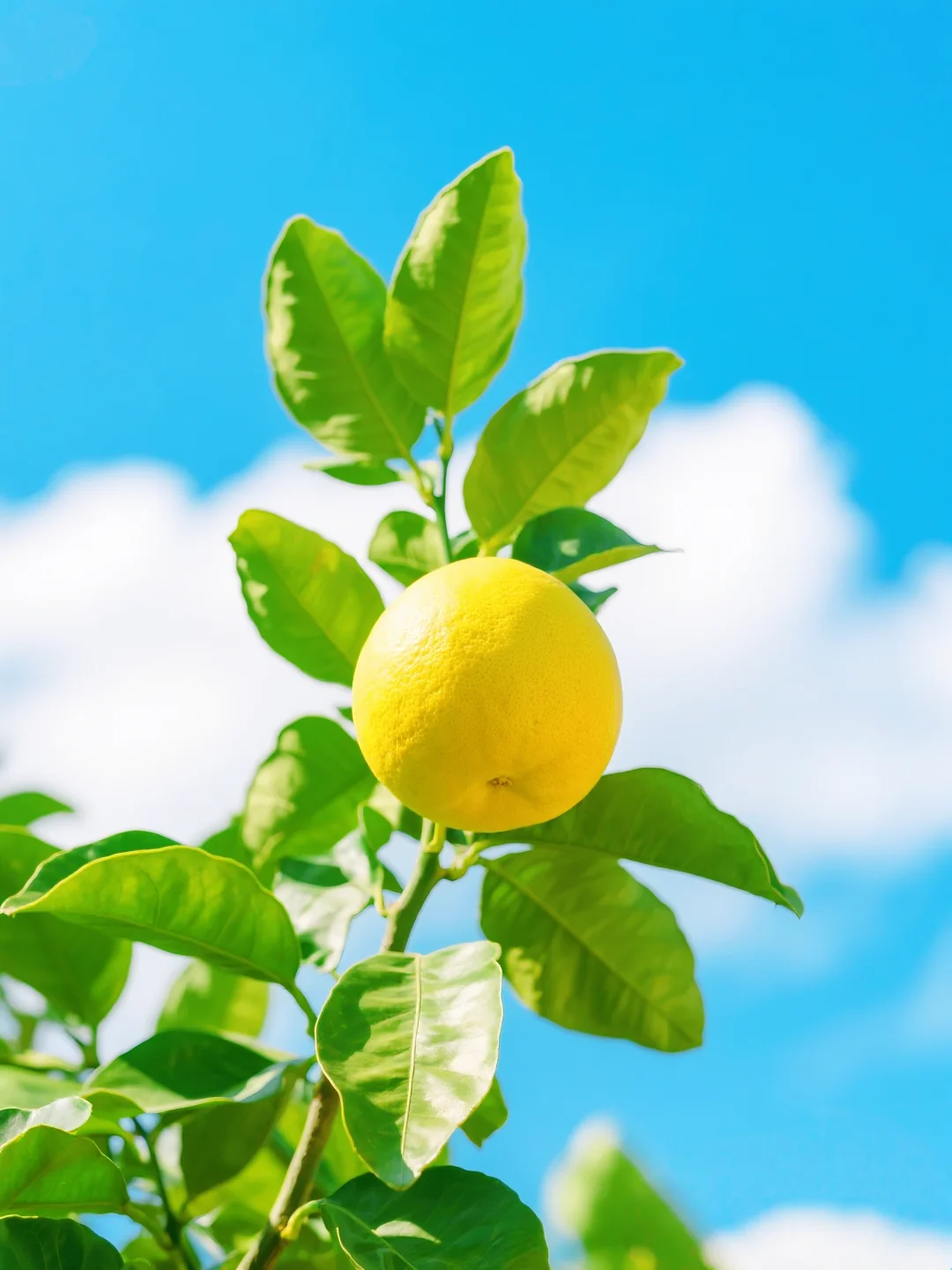 壁纸share 🍊|“柚”点喜欢