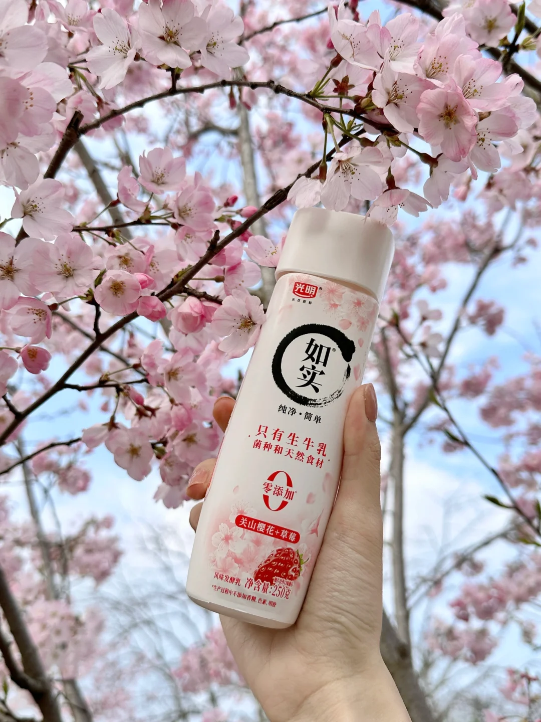 Sakura. 🌸