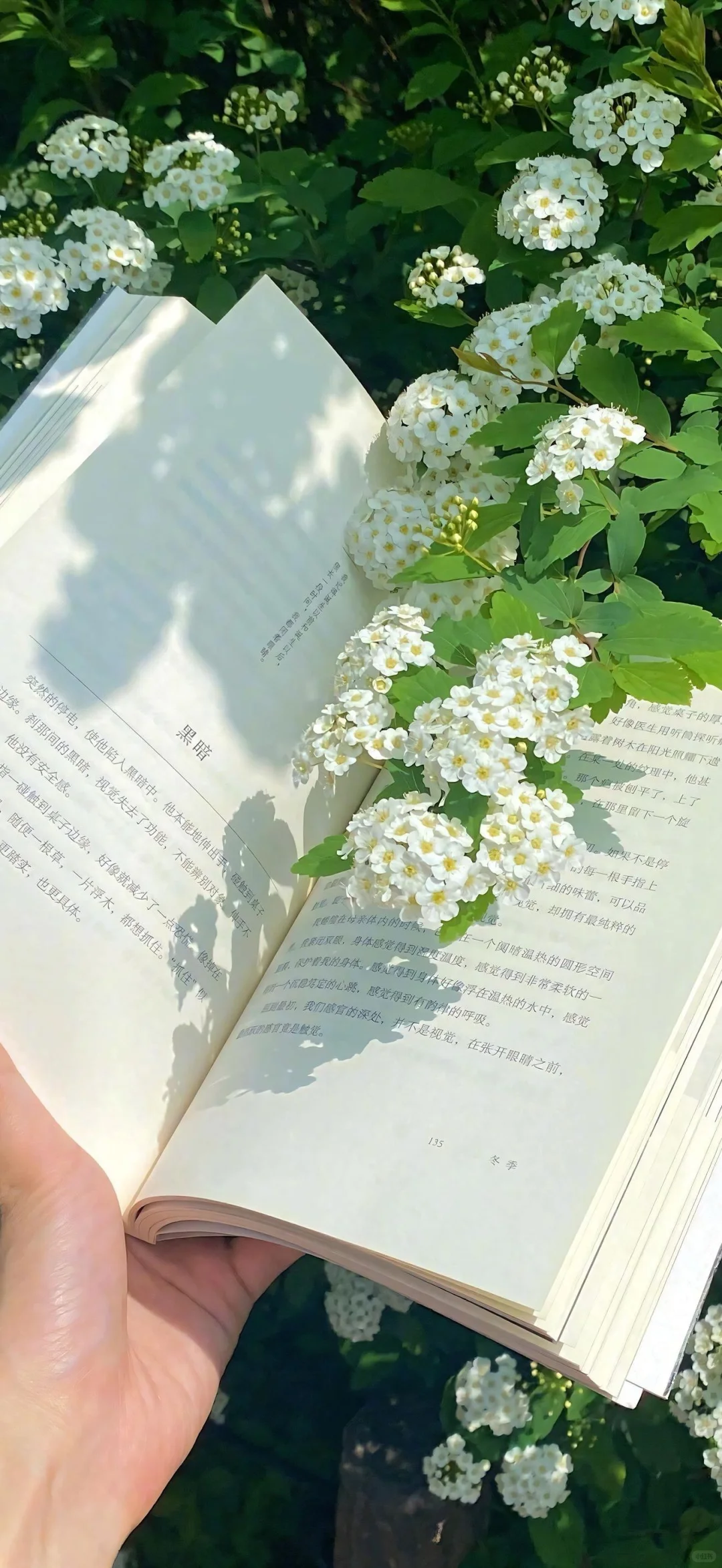 愿你的人生绚烂多彩,芬芳夺目!
