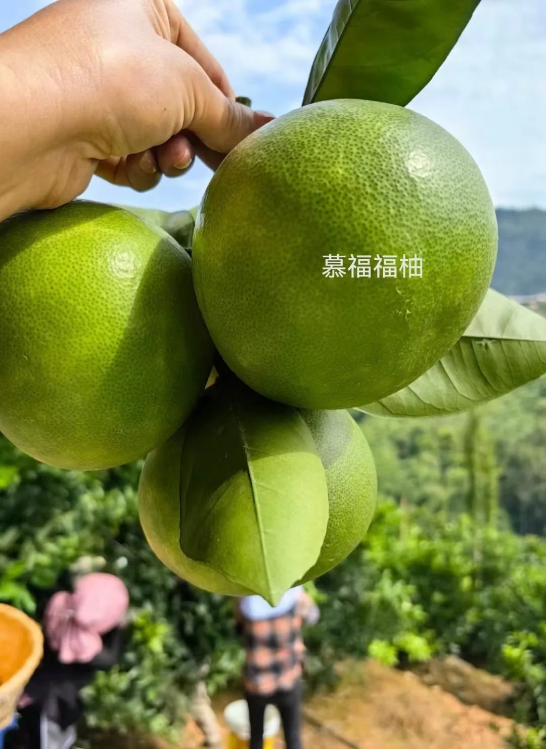 像橙子又像柚子的水果吃过没😯