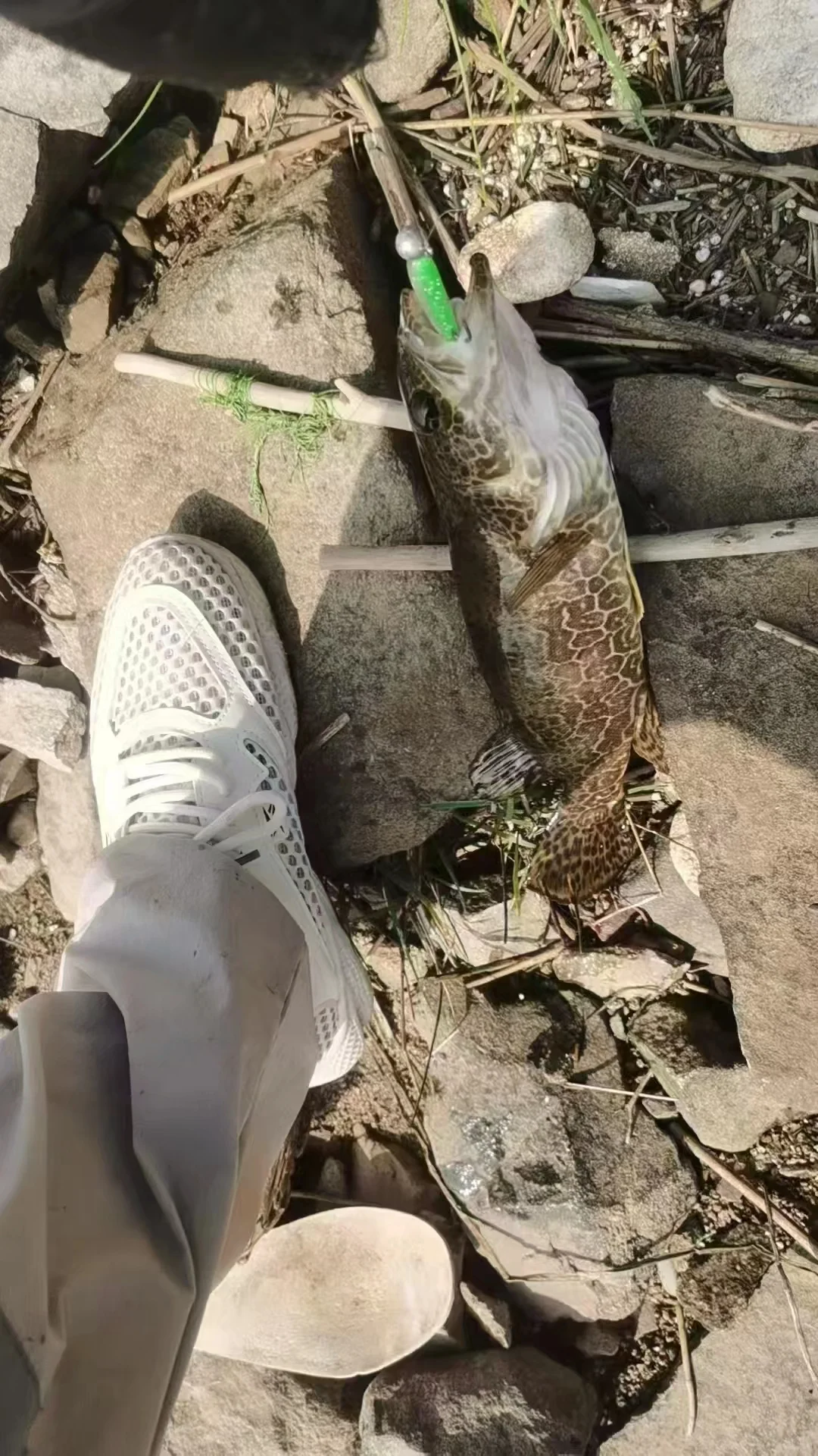在东北路亚结束了。抓个尾巴！