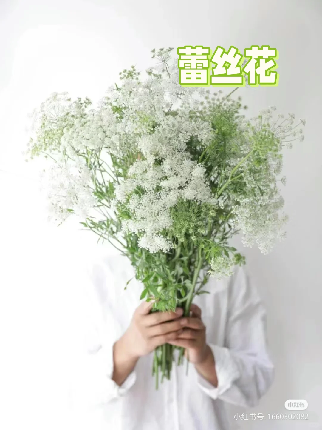 蕾丝花——花店常用配花
