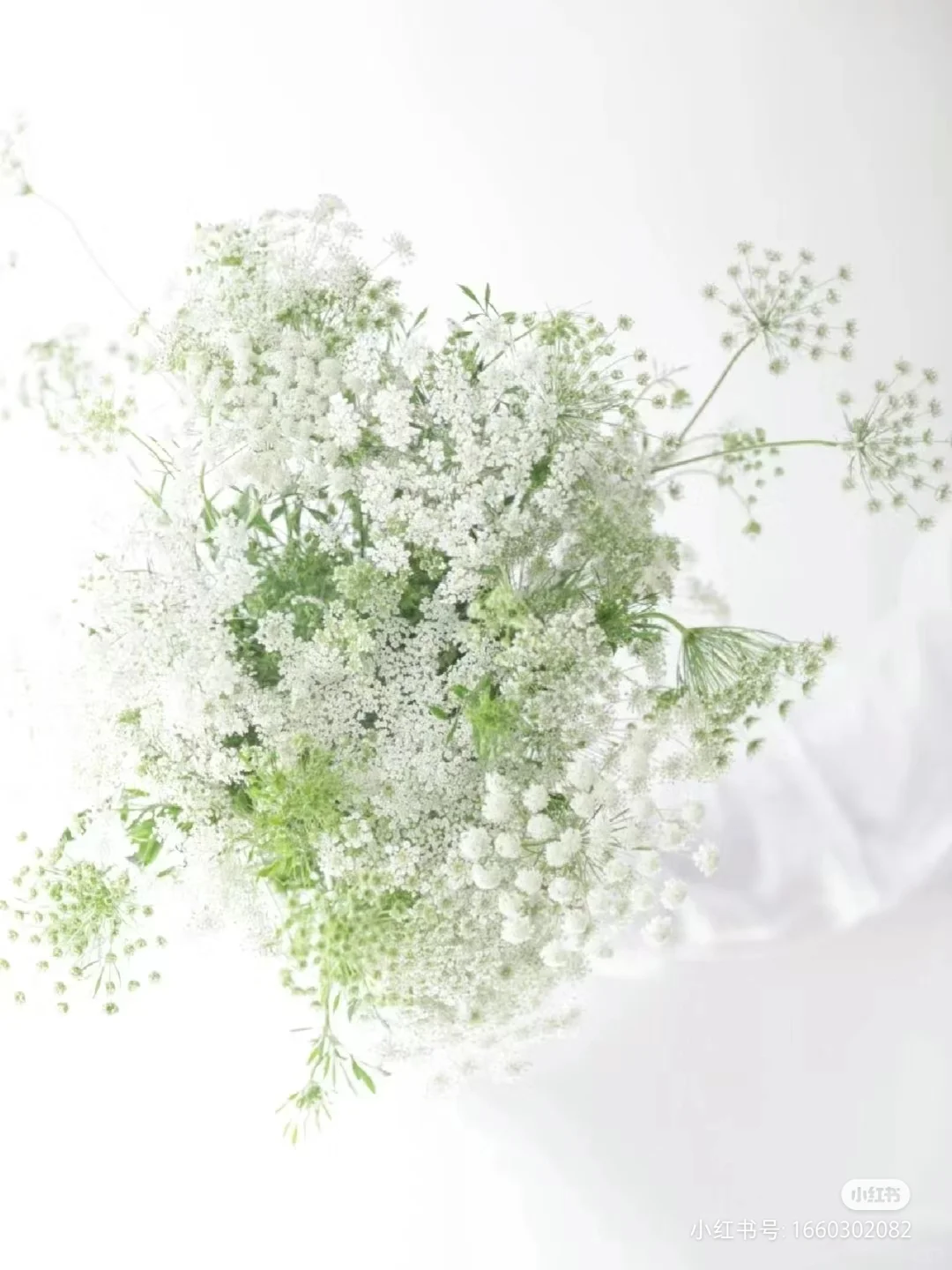 蕾丝花——花店常用配花