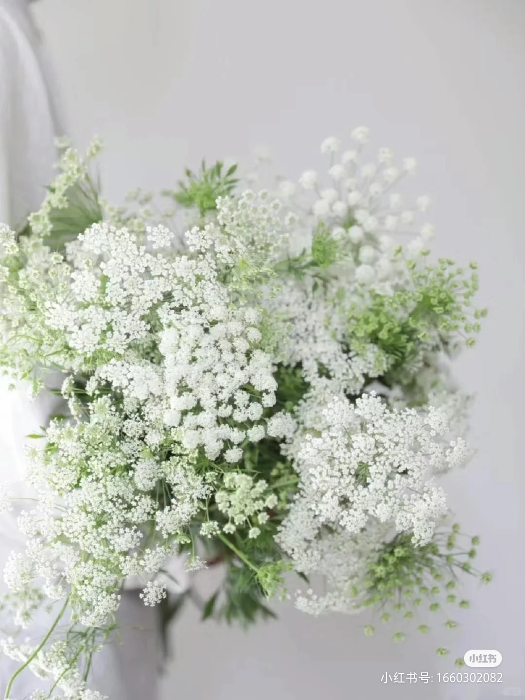 蕾丝花——花店常用配花