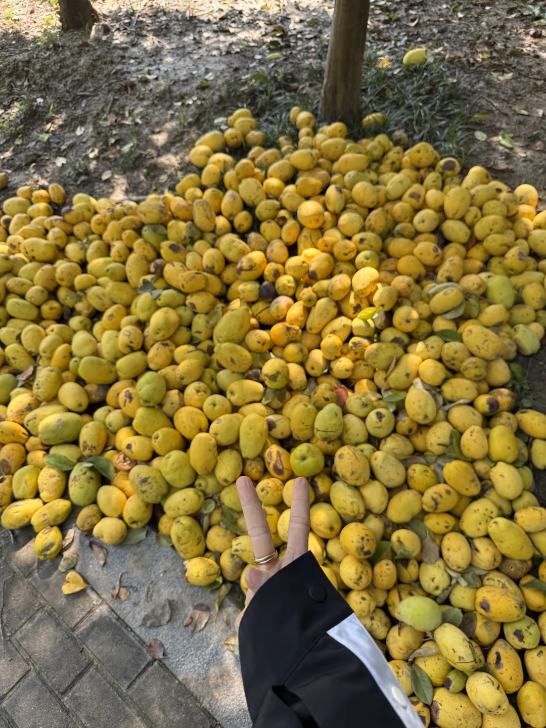 济宁的!快去捡木瓜!!太香了!!!