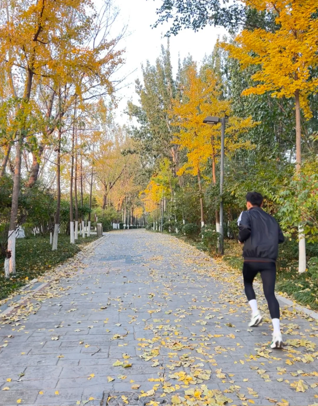 🍁秋风作伴,跑向自由