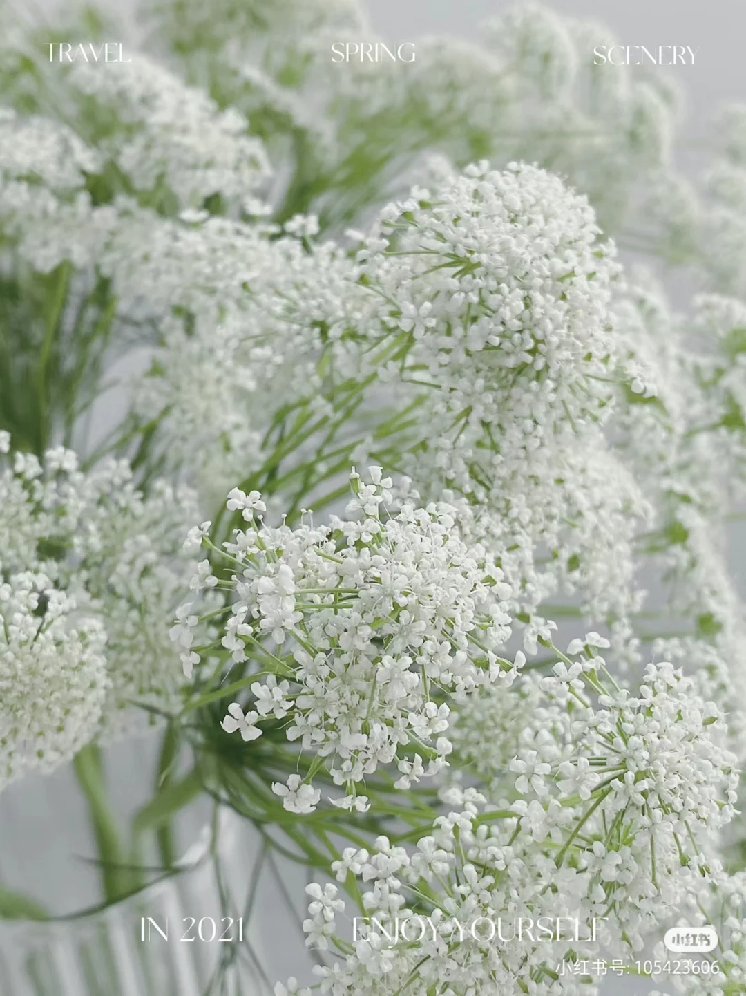 蕾丝花——花店常用配花