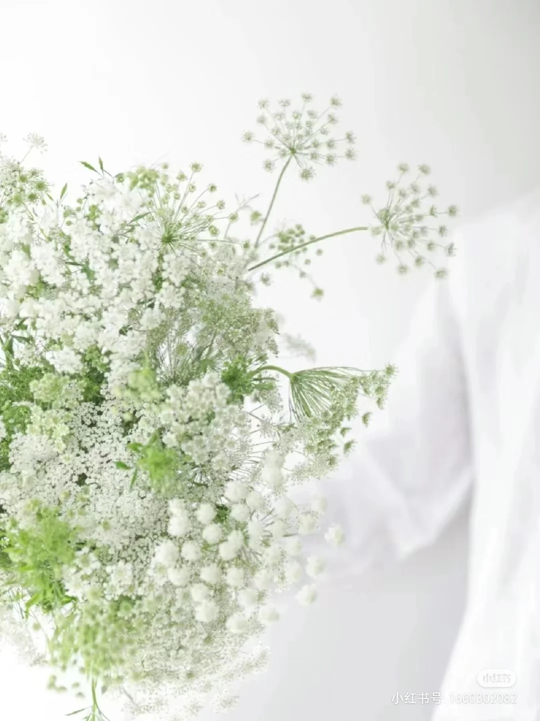 蕾丝花——花店常用配花