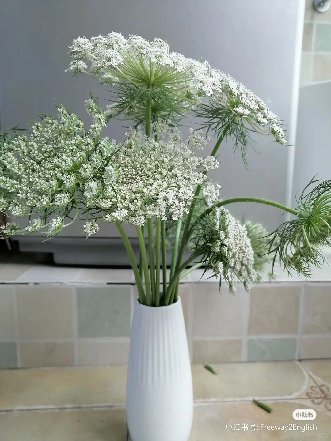 蕾丝花——花店常用配花