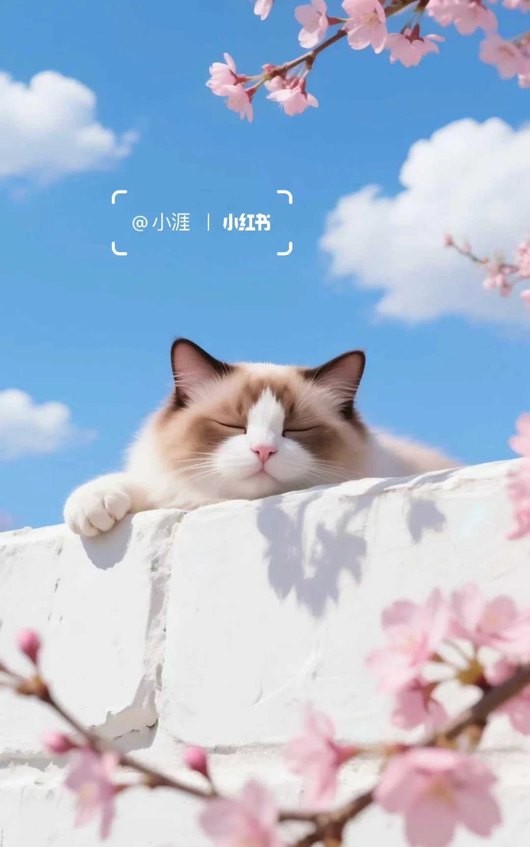 慵懒布偶猫手机壁纸,编号:F2046