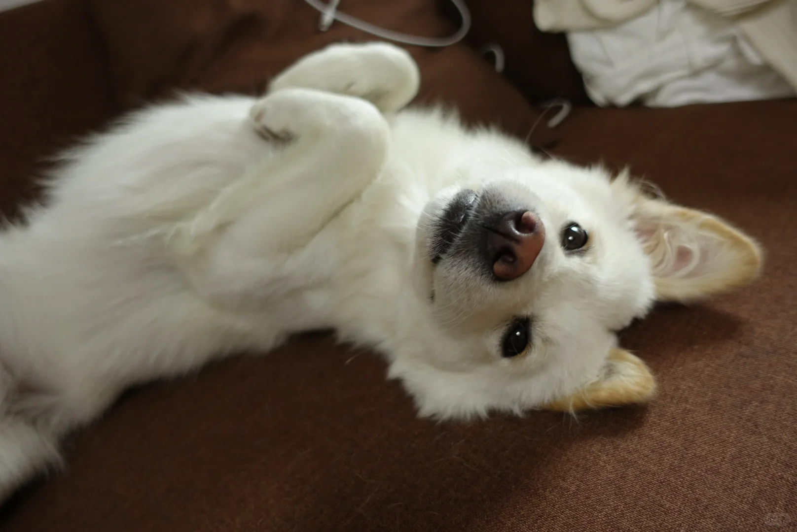 嗯喏|原来这就是美女(gou)照片