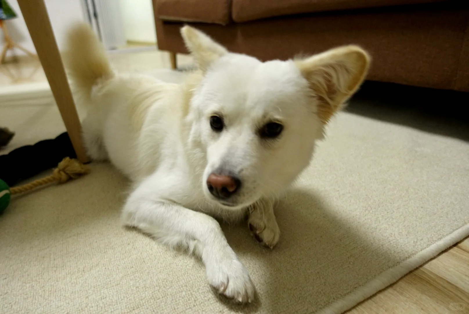 嗯喏|原来这就是美女(gou)照片