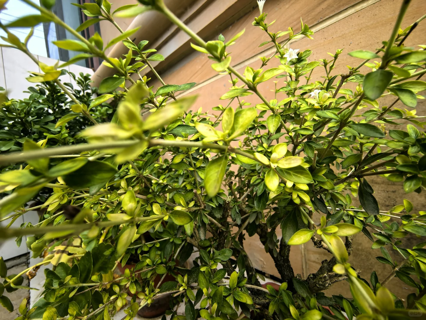 茶花的娇艳