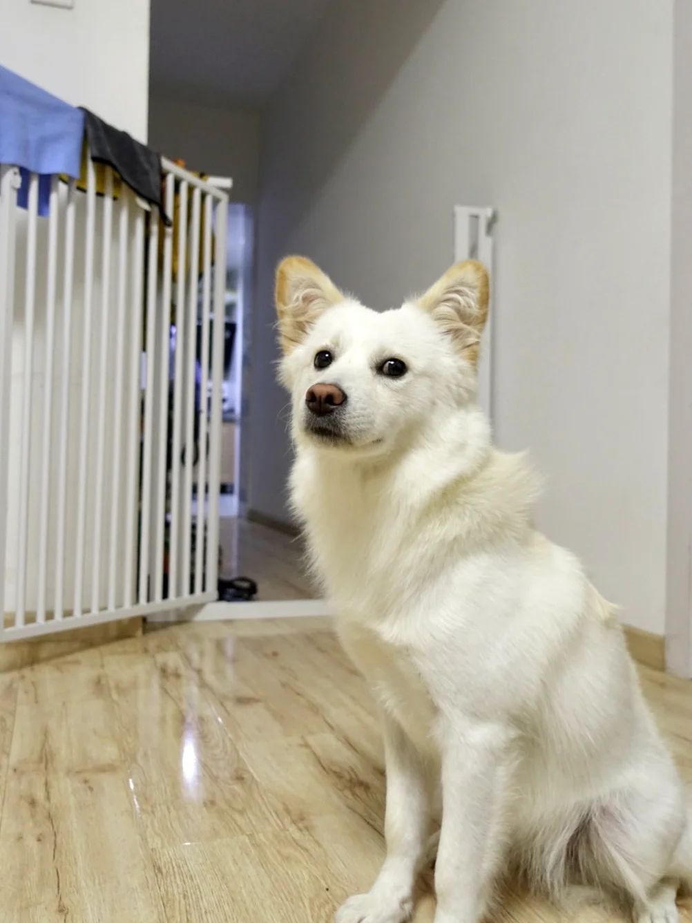 嗯喏|原来这就是美女(gou)照片