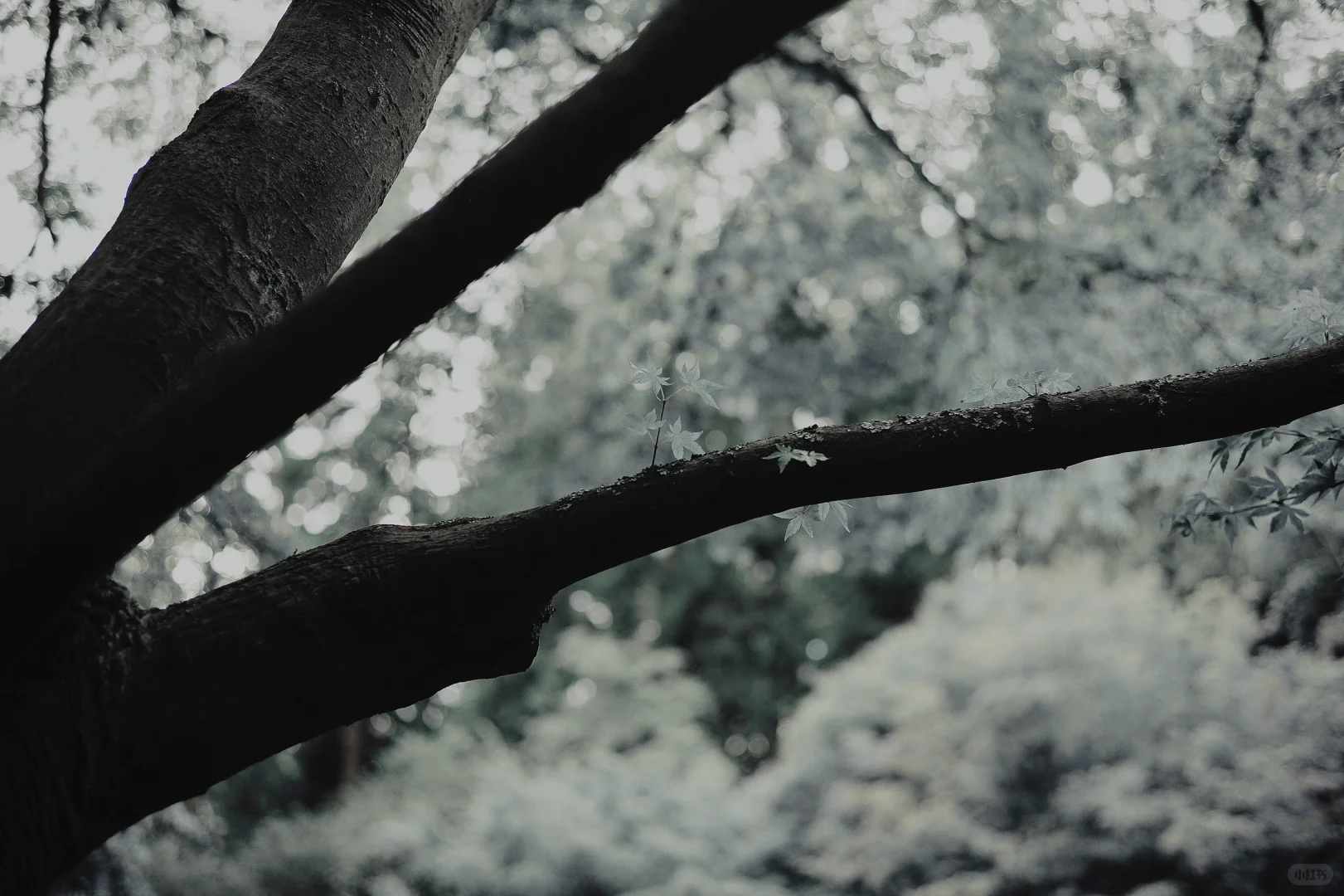 摄影日记 | 初秋