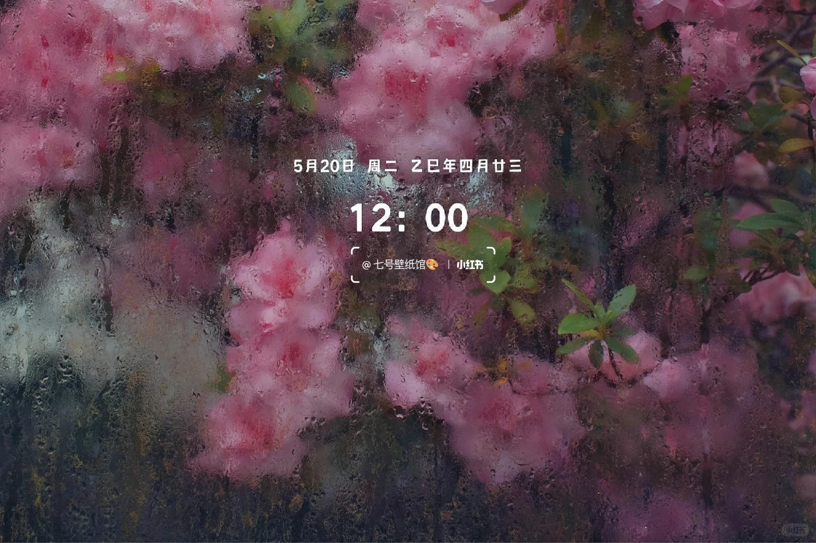 壁纸｜雨中杜鹃🍃