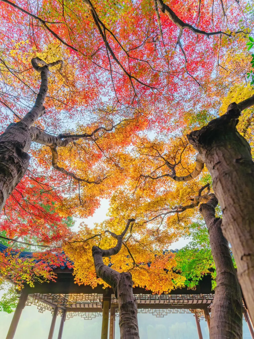 秋天氛围感图片