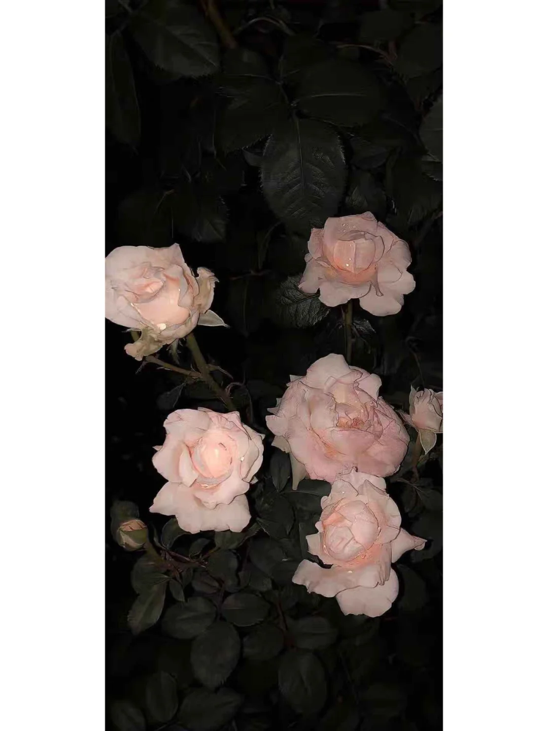 是不是该换壁纸啦~高级ins小众壁纸💐