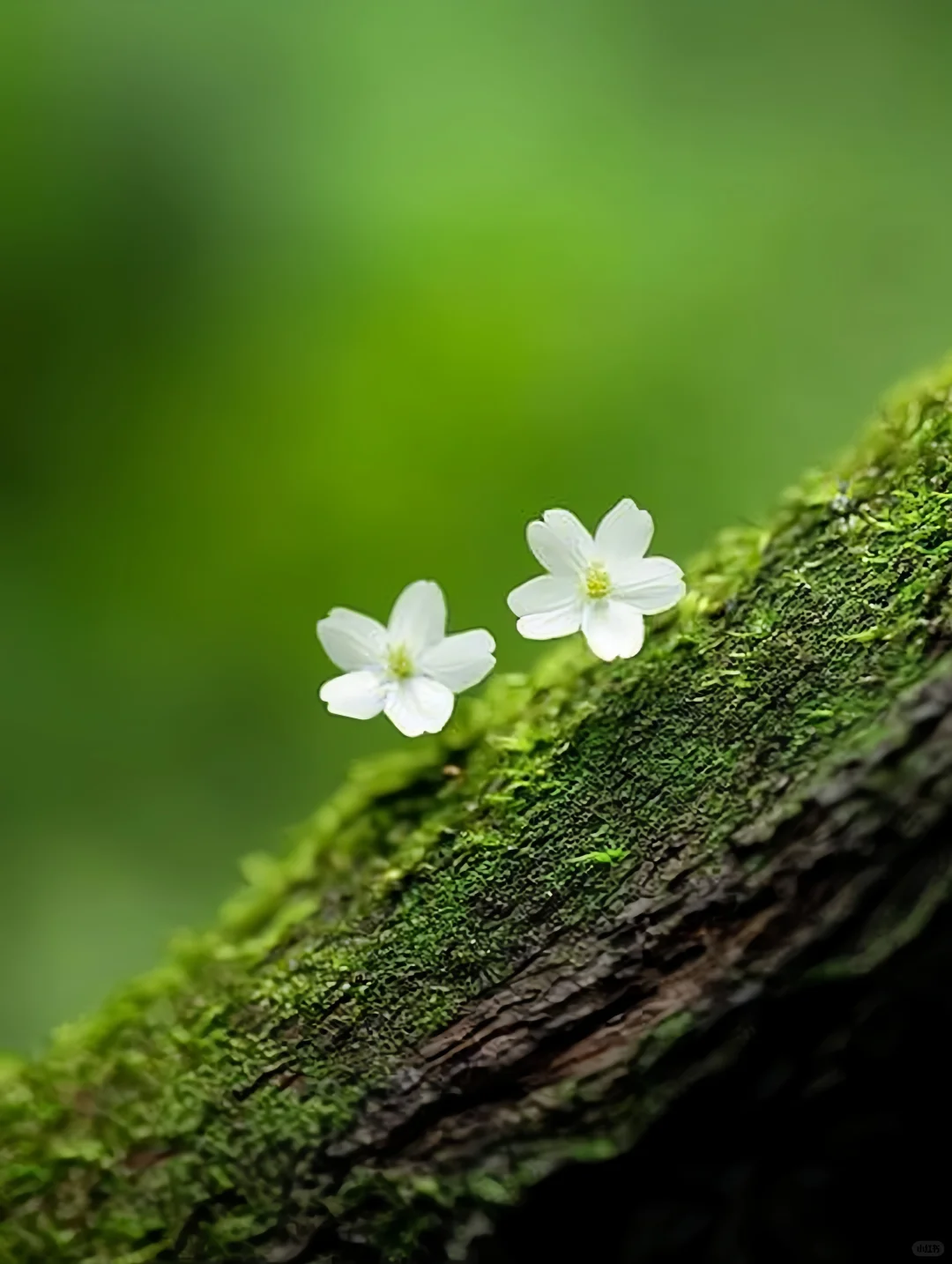 可以看看你们相册里的小白花吗?