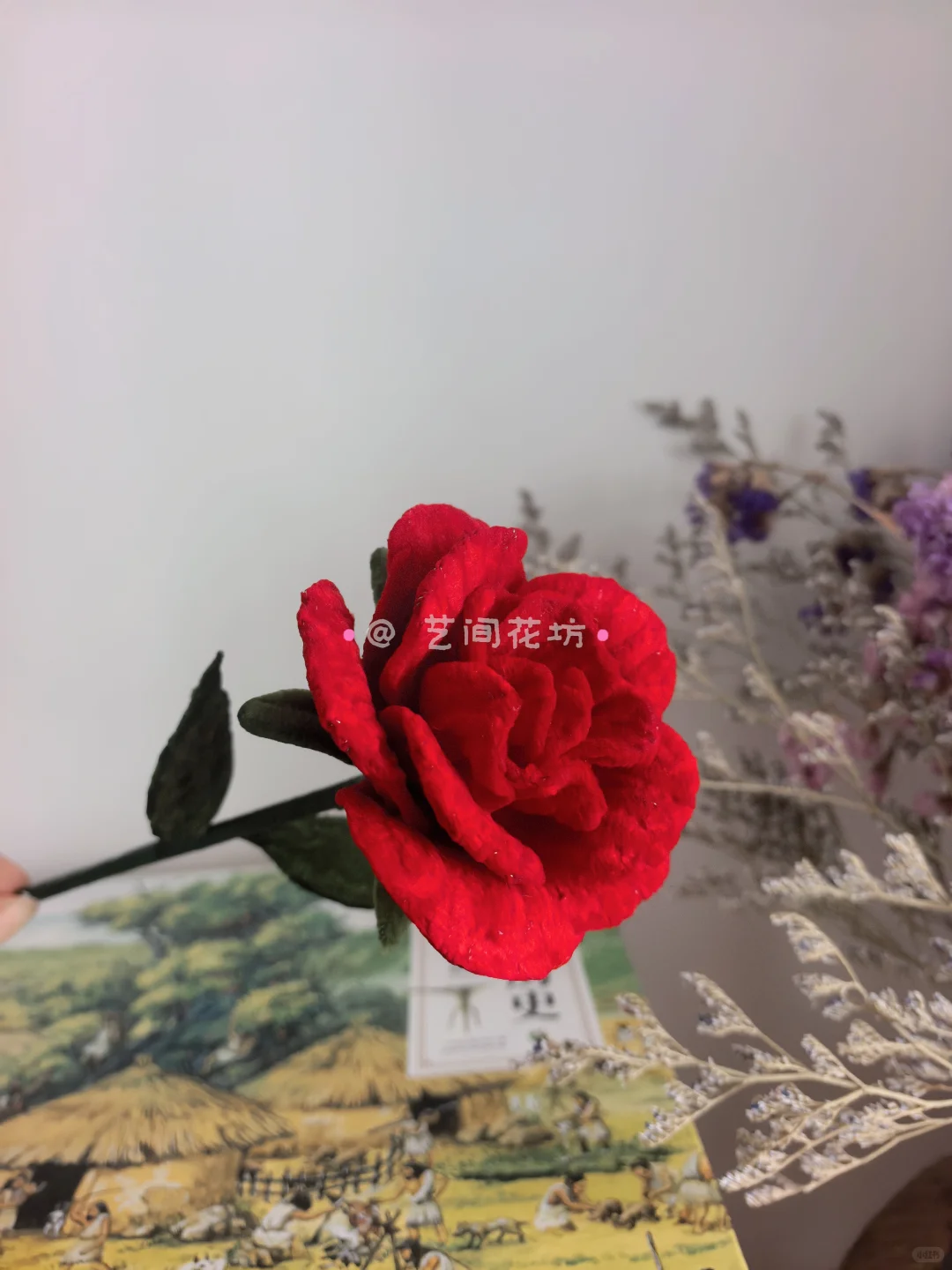 玫瑰的娇艳