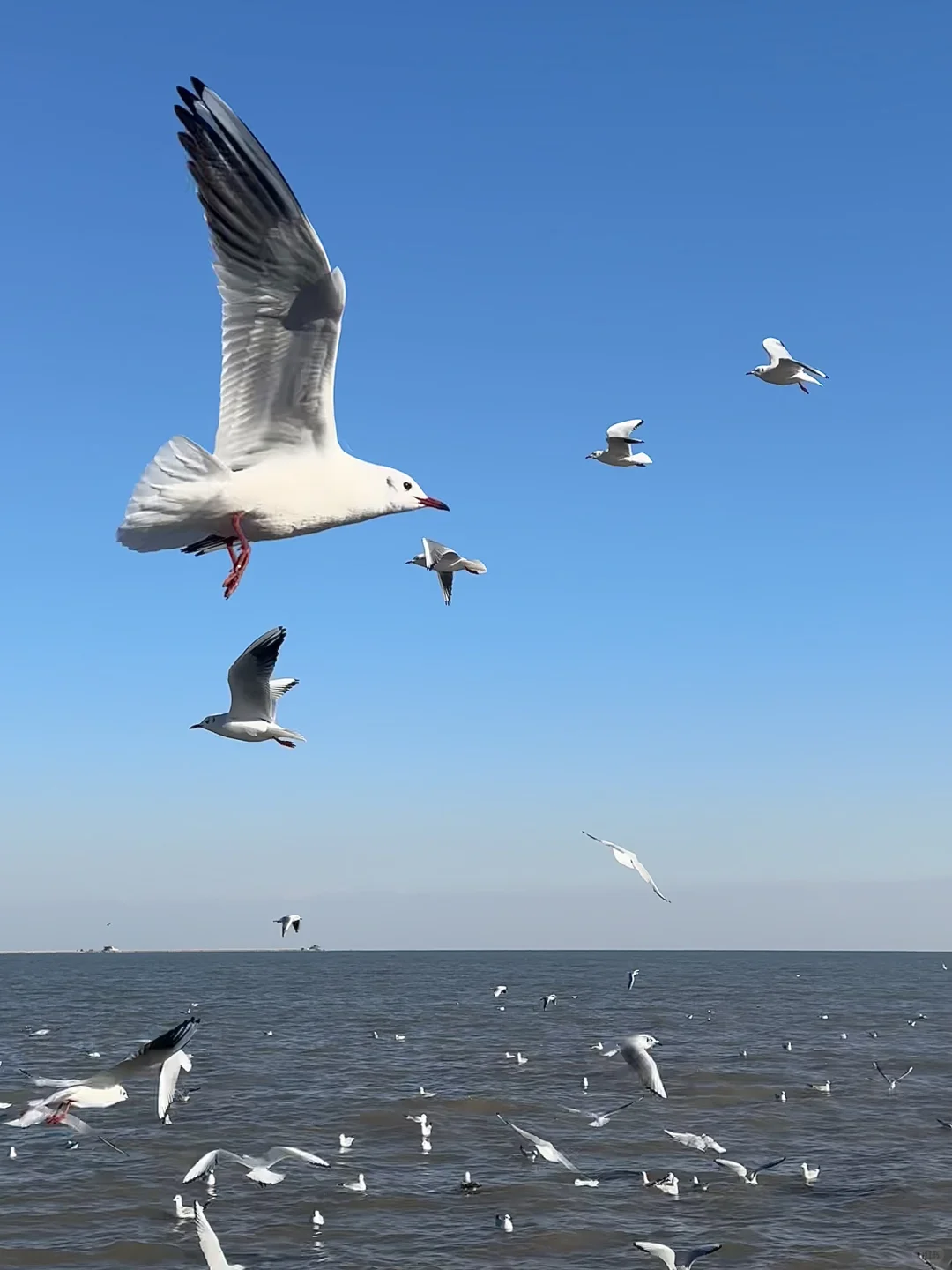 天津·东疆亲海公园🌊一起去码头整点薯条