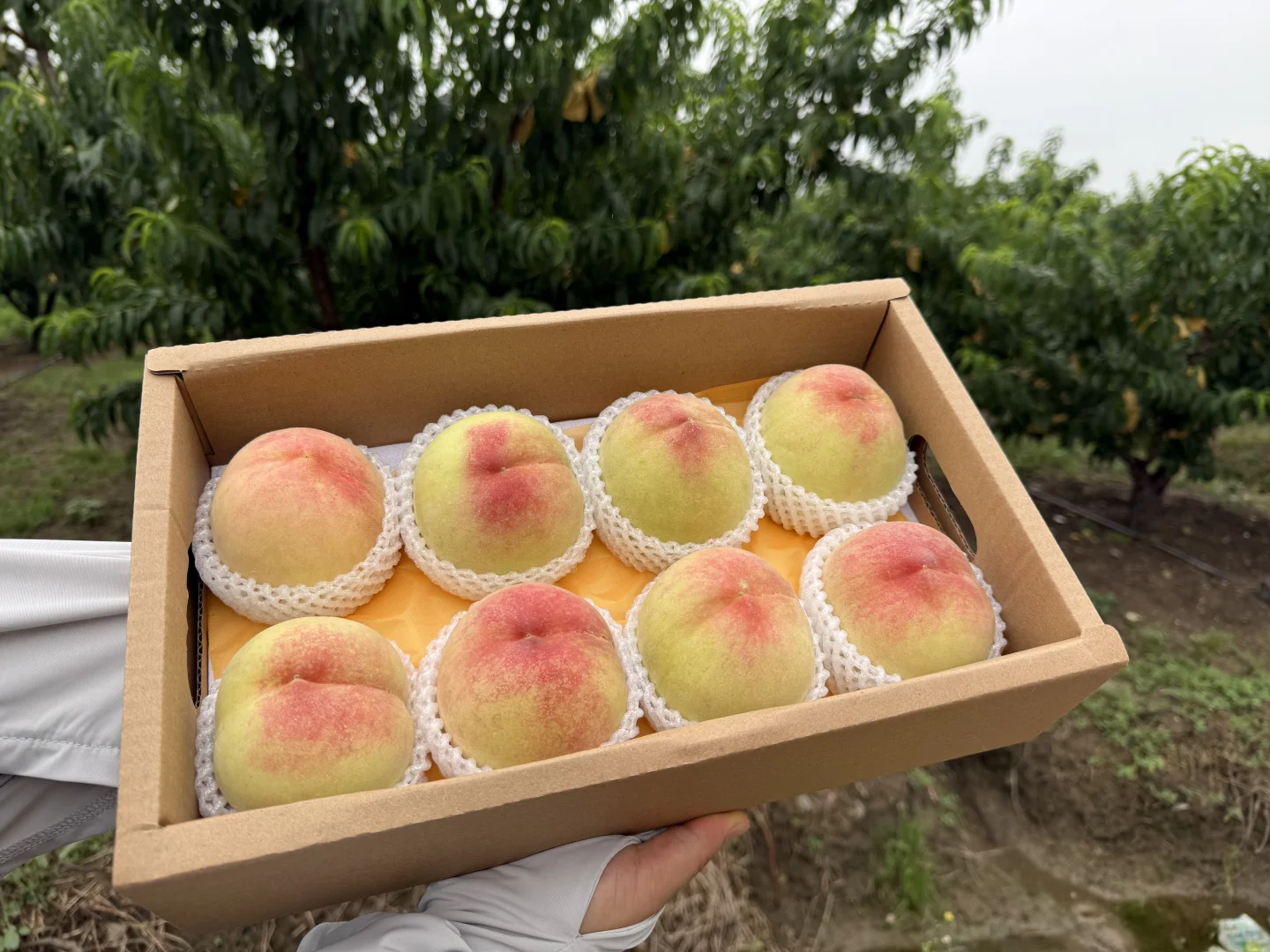 阳山桃甜甜持证上岗！