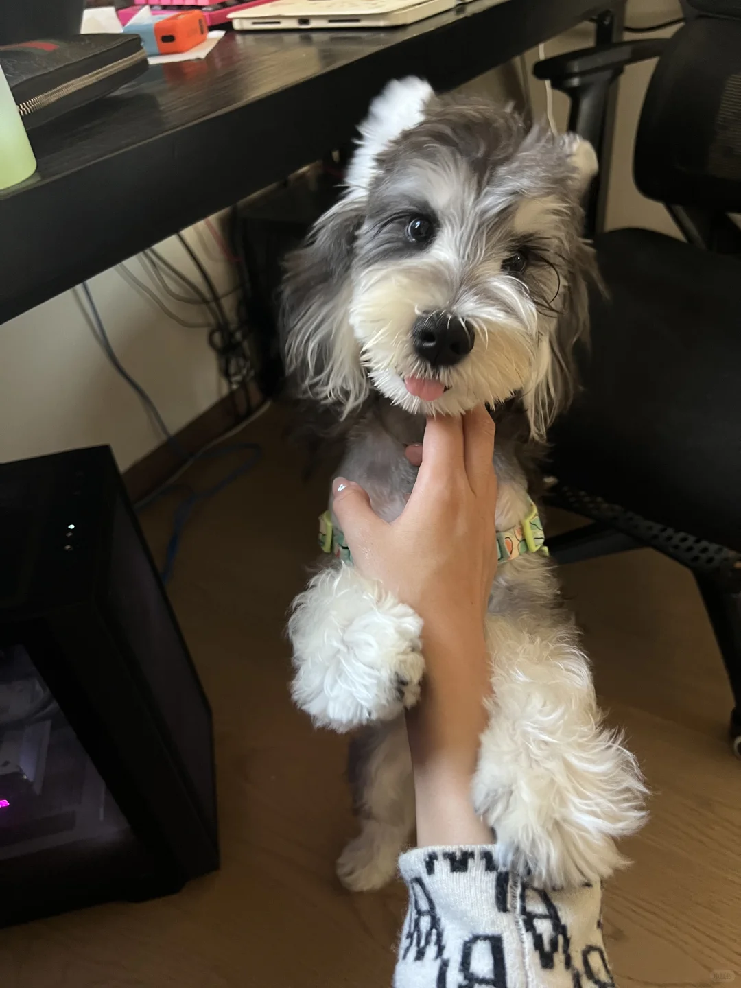 学院风小狗浅浅出街🐾