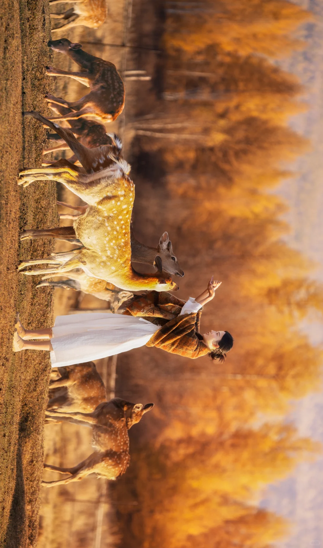 十二张全屏大兴安岭绝色秋日!附路线!!